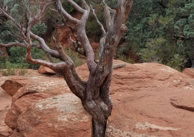 Sedon Tree of Life Red Earth Adventures